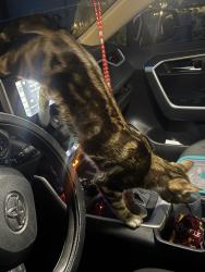 Lost Male Cat last seen Marbach & Military, San Antonio, TX 78227