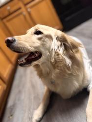 Lost Female Dog last seen Near firethorne Ln, Concord, NC 28025