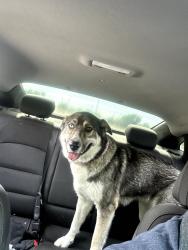 Found/Stray Female Dog last seen Sandy creek , DeSoto, TX 75115