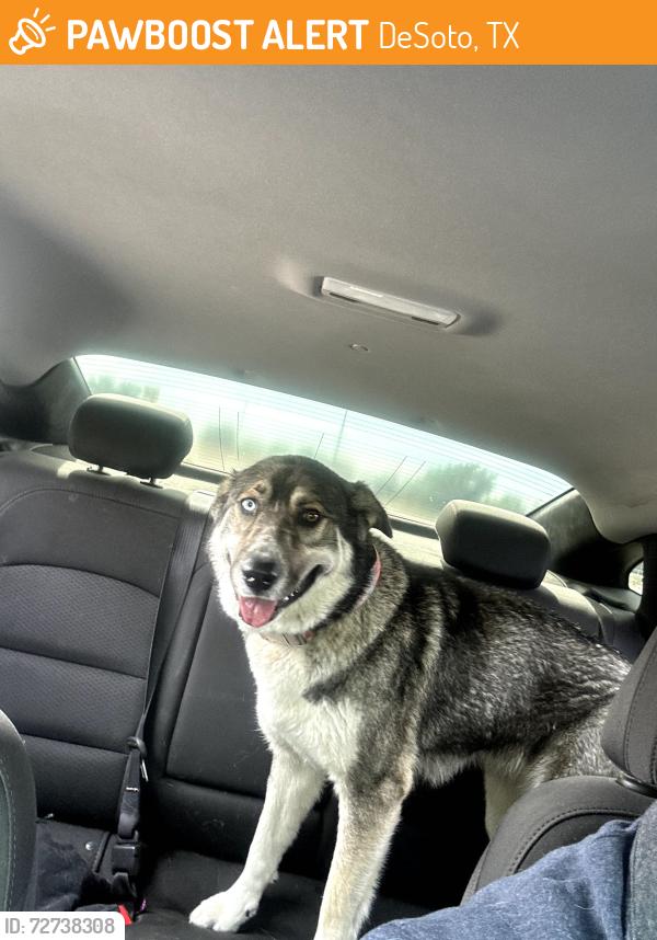 Found/Stray Female Dog last seen Sandy creek , DeSoto, TX 75115