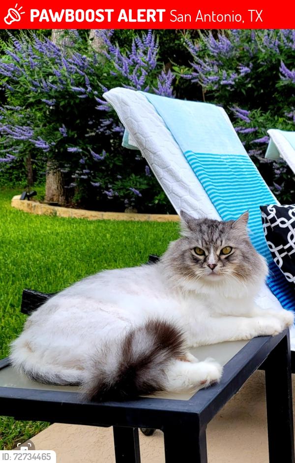 Lost Male Cat last seen Elm Ridge Rd  , San Antonio, TX 78230