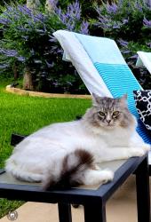 Lost Male Cat last seen Elm Ridge Rd  , San Antonio, TX 78230