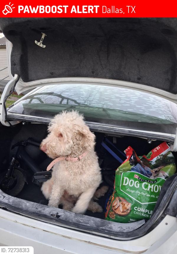 Lost Female Dog last seen Superior , Dallas, TX 75211
