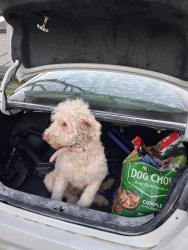 Lost Female Dog last seen Superior , Dallas, TX 75211