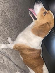 Found/Stray Female Dog last seen Near Subway at Palmview , Palmview, TX 78572