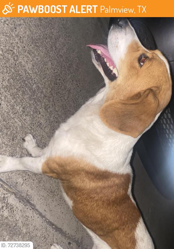 Found/Stray Female Dog last seen Near Subway at Palmview , Palmview, TX 78572