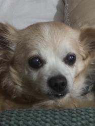 Lost Female Dog last seen Henley beach road , Torrensville, SA 5031