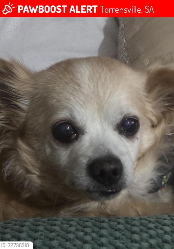 Lost Female Dog last seen Henley beach road , Torrensville, SA 5031