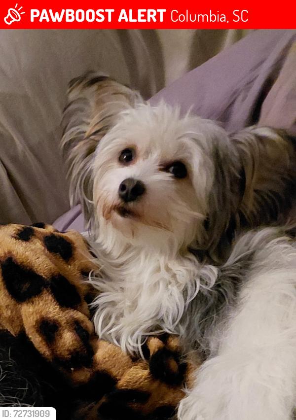 Lost Female Dog last seen Woodford Rd. & Fairmont Rd. Cola. 29209, Columbia, SC 29209