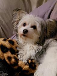 Lost Female Dog last seen Woodford Rd. & Fairmont Rd. Cola. 29209, Columbia, SC 29209