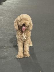 Found/Stray Unknown Dog last seen Victoria, Riverside, CA 92506