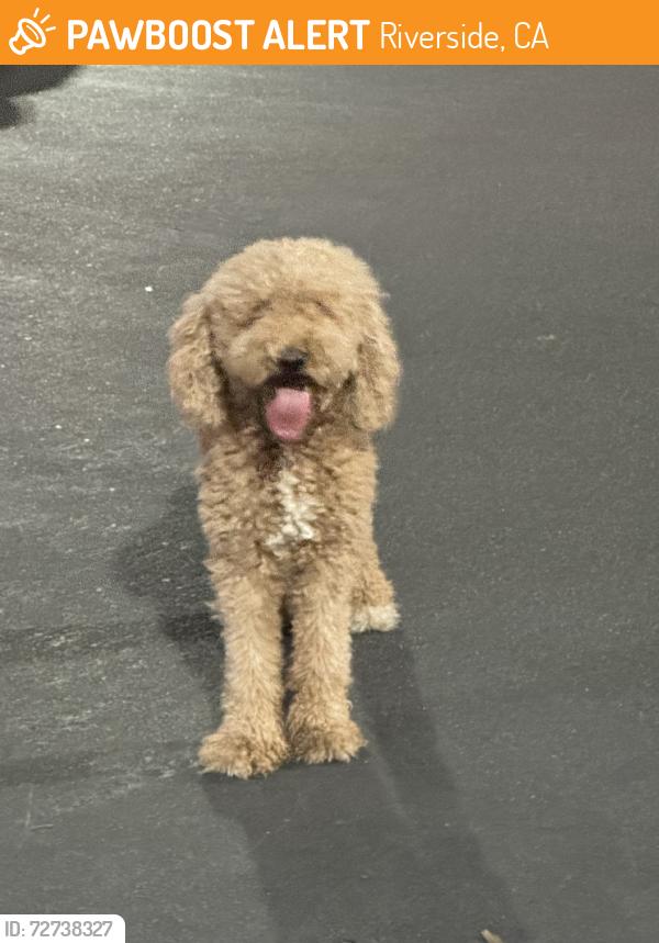 Found/Stray Unknown Dog last seen Victoria, Riverside, CA 92506