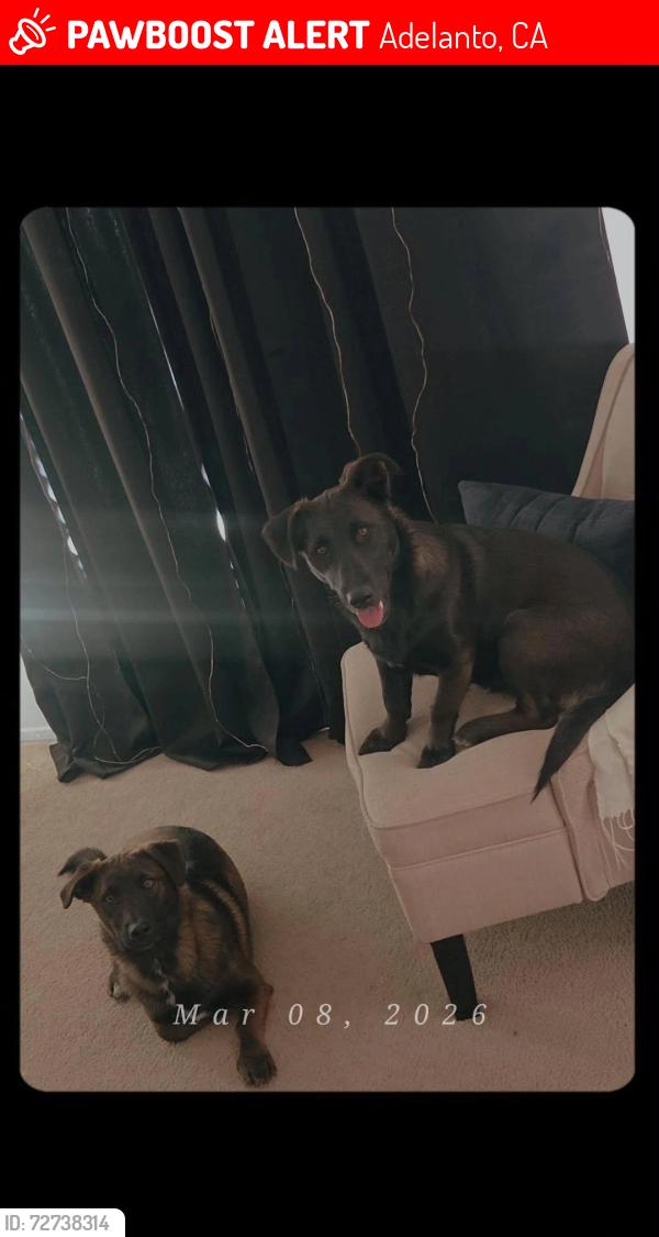 Lost Male Dog last seen Jonathan/ Victor st../, Adelanto , Adelanto, CA 92301