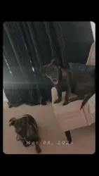 Lost Male Dog last seen Jonathan/ Victor st../, Adelanto , Adelanto, CA 92301