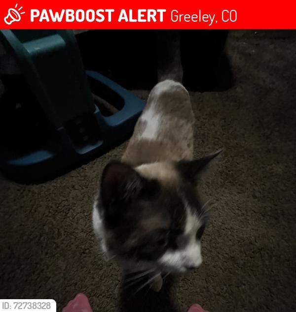 Lost Male Cat last seen Last time Kellin was seen was on 23rd Ave and 5th Street , Greeley, CO 80631