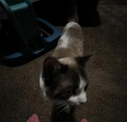 Lost Male Cat last seen Last time Kellin was seen was on 23rd Ave and 5th Street , Greeley, CO 80631