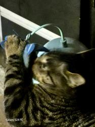 Lost Male Cat last seen Hollow rd.    Cinder rd, Providence Township, PA 17560