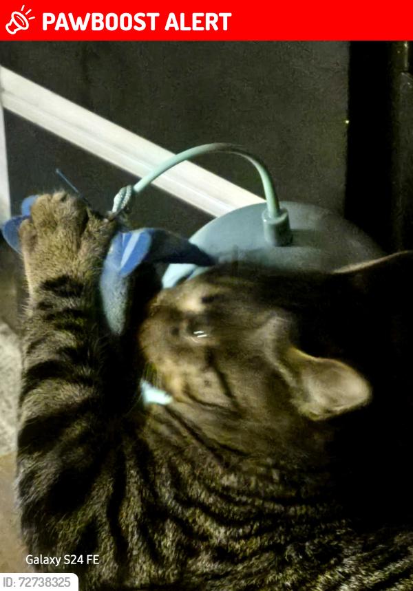 Lost Male Cat last seen Hollow rd.    Cinder rd, Providence Township, PA 17560