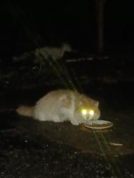 Found/Stray Unknown Cat last seen Hayden Rd., Bravo! Italian Kitchen, Sawmill Ravine, Columbus, OH 43235