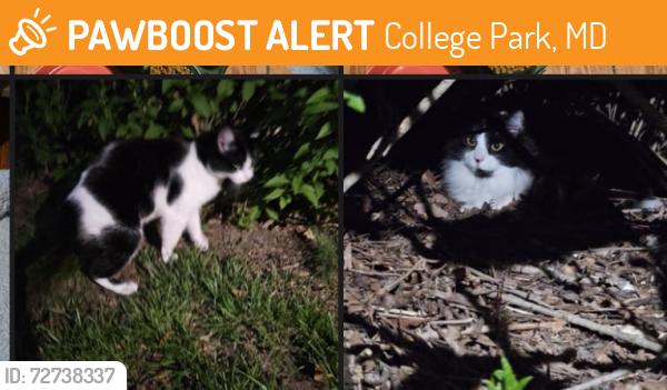 Found/Stray Unknown Cat last seen Berwyn, College Park, MD 20740