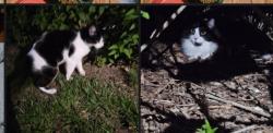 Found/Stray Unknown Cat last seen Berwyn, College Park, MD 20740