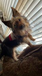 Lost Male Dog last seen Heritage Lane, Irondale, AL 35210