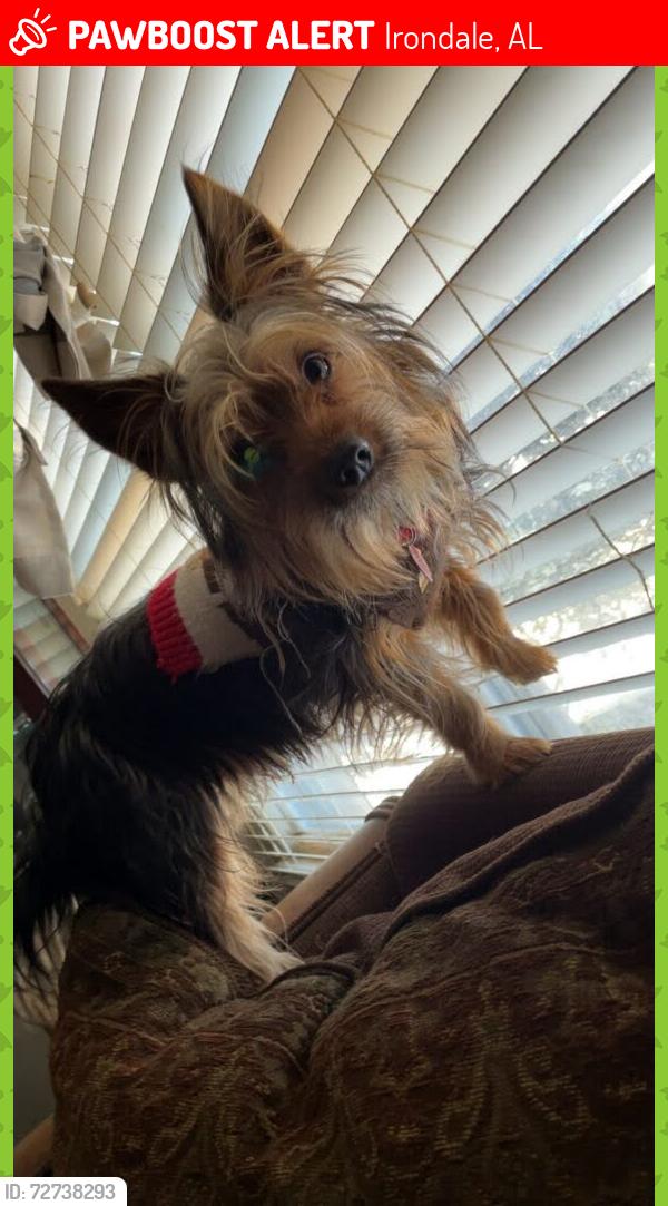 Lost Male Dog last seen Heritage Lane, Irondale, AL 35210