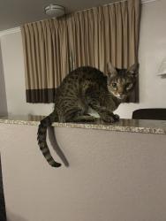 Lost Female Cat last seen Near Birmingham Dr. Austin Tx 78748, Austin, TX 78748