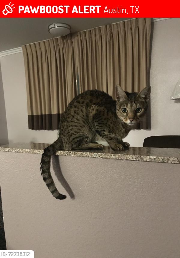 Lost Female Cat last seen Near Birmingham Dr. Austin Tx 78748, Austin, TX 78748