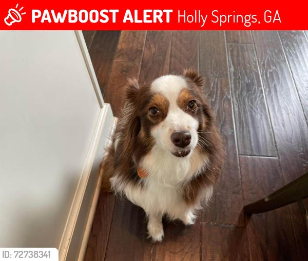 Lost Male Dog last seen Morgan RD, Holly Springs, GA 30115