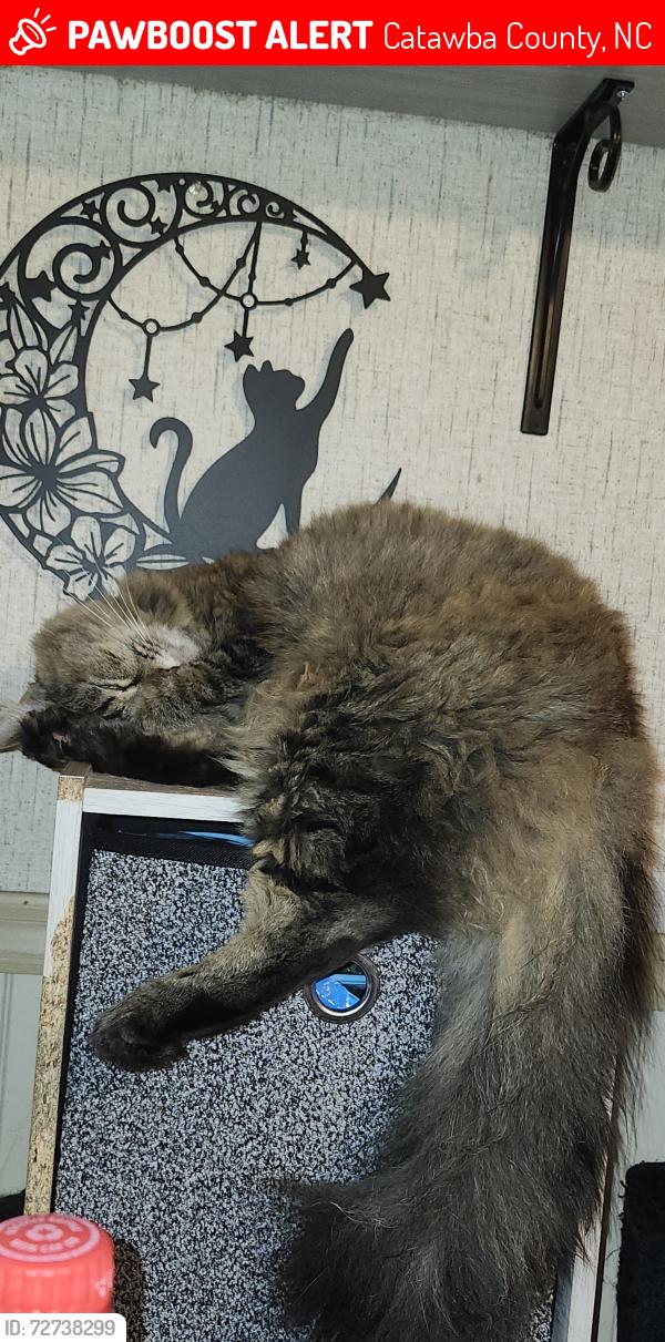 Lost Female Cat last seen Cherry Ridge Drive , Catawba County, NC 28658