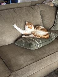 Lost Male Cat last seen clear creek , Killeen, TX 76549