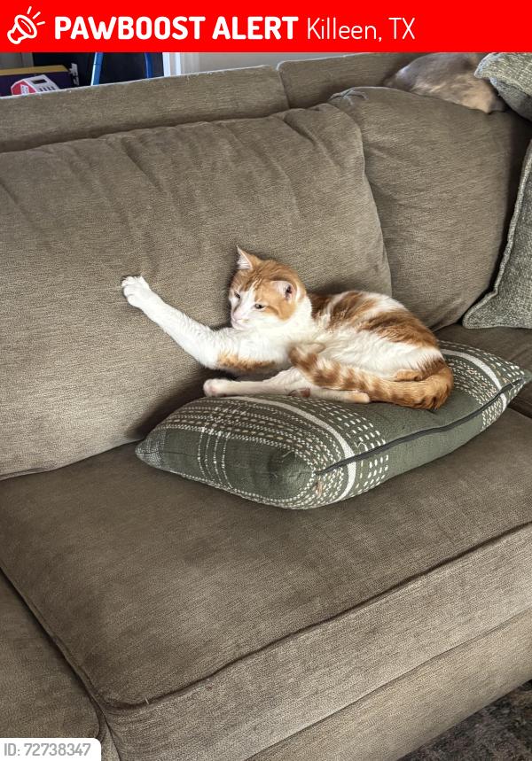 Lost Male Cat last seen clear creek , Killeen, TX 76549