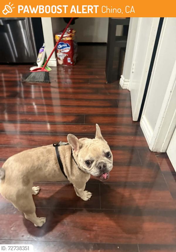 Found/Stray Female Dog last seen Riverside & Cypress CHINO CA, Chino, CA 91710
