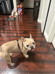 Found/Stray Female Dog last seen Riverside & Cypress CHINO CA, Chino, CA 91710