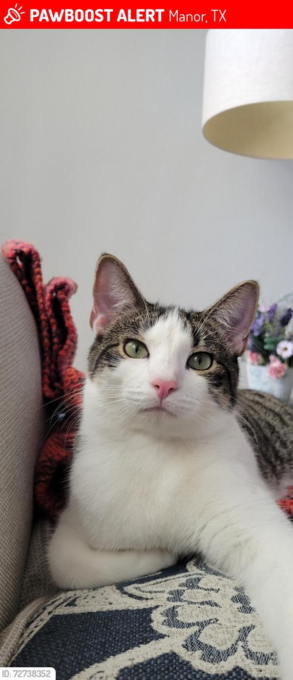 Lost Female Cat last seen Silent Falls , Manor, TX 78653
