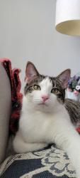 Lost Female Cat last seen Silent Falls , Manor, TX 78653