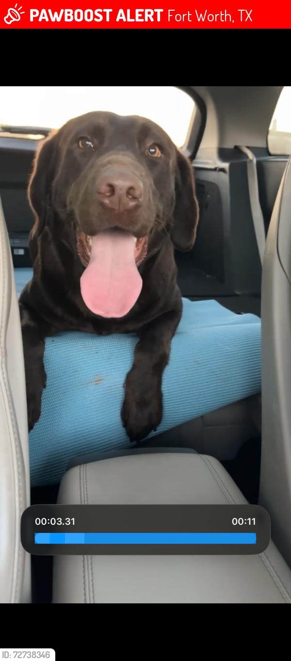Lost Male Dog last seen Harmom rd by the park , Fort Worth, TX 76131