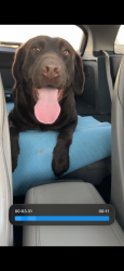 Lost Male Dog last seen Harmom rd by the park , Fort Worth, TX 76131