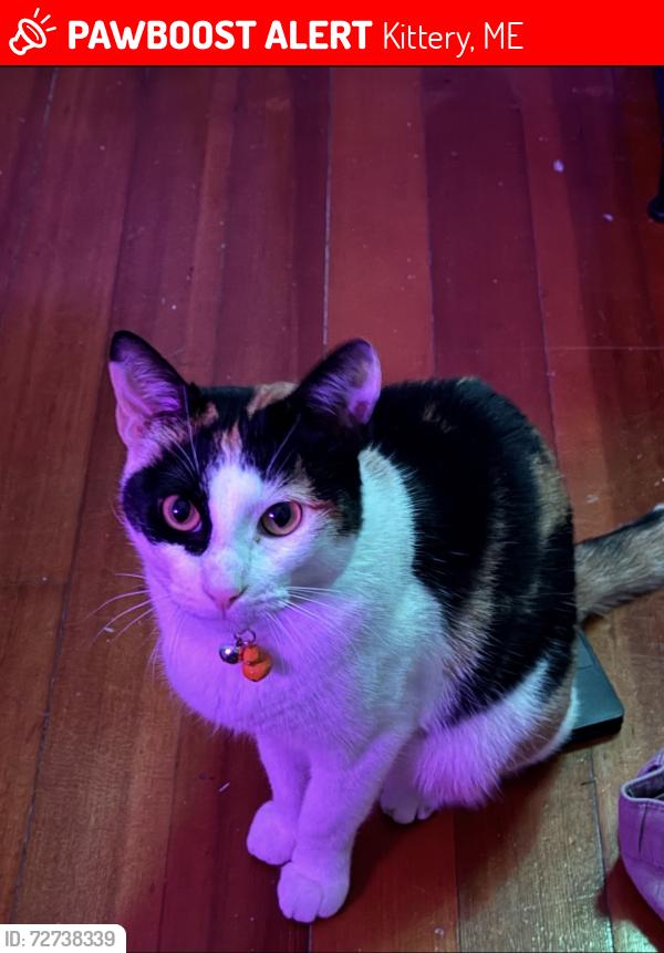 Lost Female Cat last seen The back of the cndmniums , Kittery, ME 03904