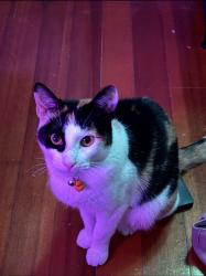 Lost Female Cat last seen The back of the cndmniums , Kittery, ME 03904