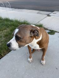 Found/Stray Male Dog last seen West wagon trail dr, Littleton, CO 80123