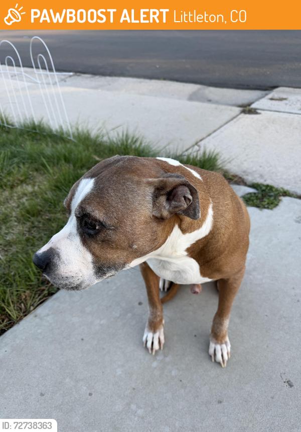 Found/Stray Male Dog last seen West wagon trail dr, Littleton, CO 80123