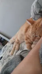 Lost Male Cat last seen Perto de uma loja de carro, Itaum, SC 89210-070