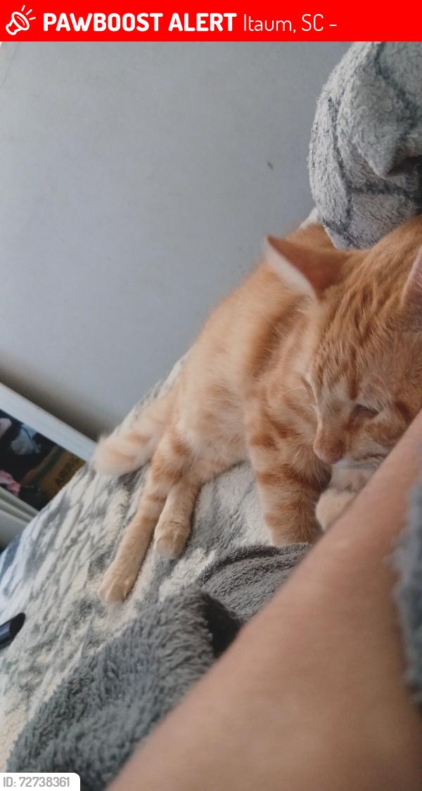 Lost Male Cat last seen Perto de uma loja de carro, Itaum, SC 89210-070