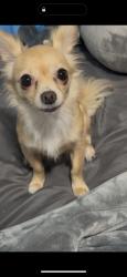 Lost Female Dog last seen Camden rd, Fayetteville, NC 28306
