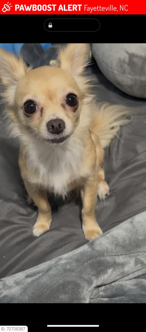 Lost Female Dog last seen Camden rd, Fayetteville, NC 28306