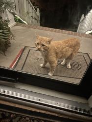 Found/Stray Male Cat last seen Peeler road and winters chapel, Dunwoody, GA 30338