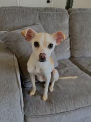 Found/Stray Male Dog last seen Crystal river ranch Rd E, Pierce County, WA 98022