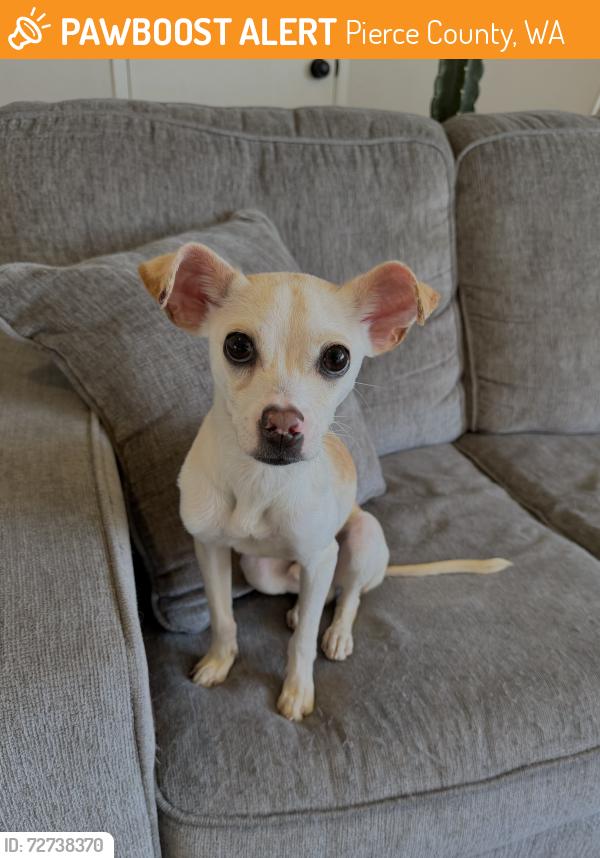Found/Stray Male Dog last seen Crystal river ranch Rd E, Pierce County, WA 98022